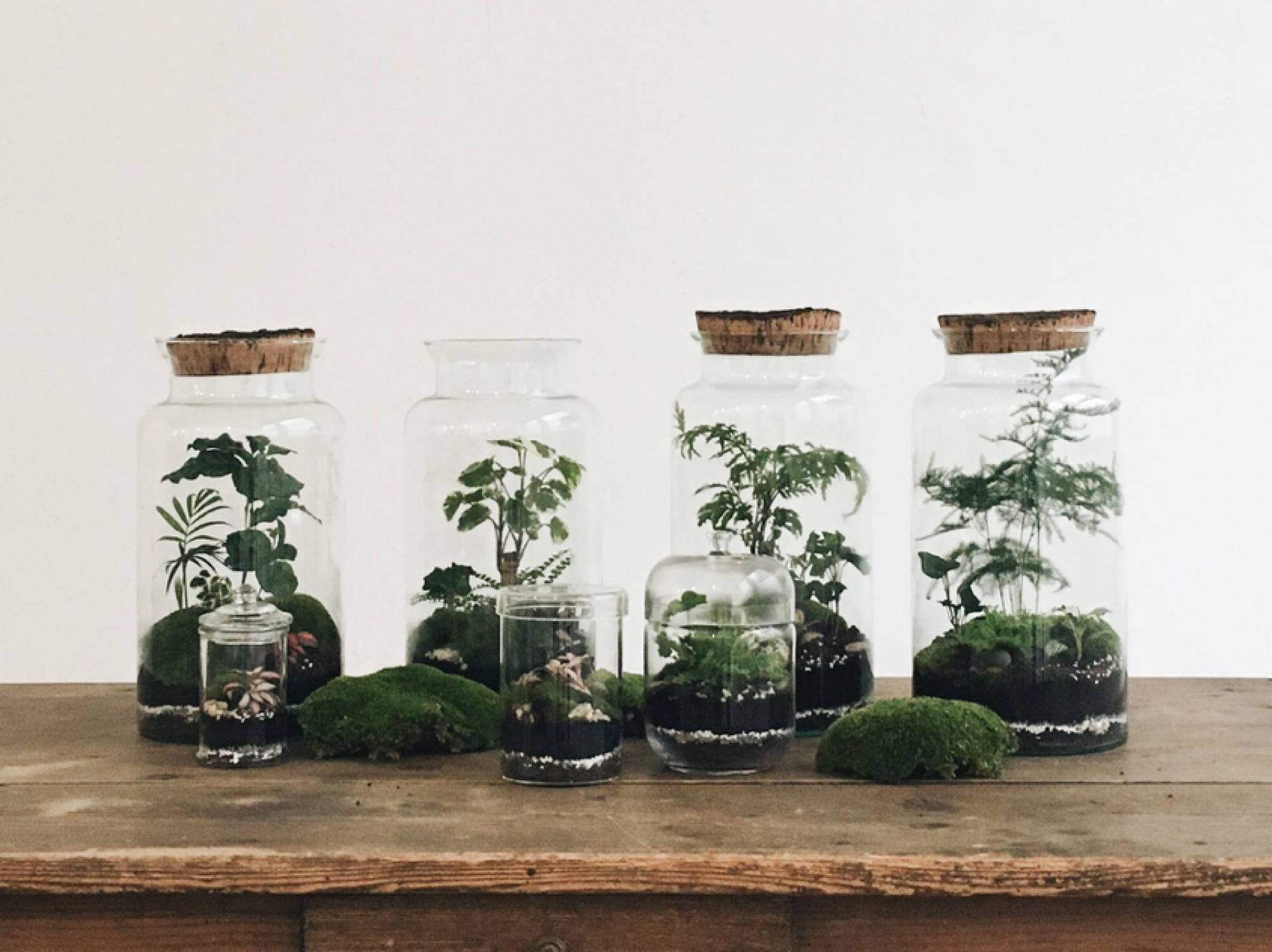 Onno terrarium boutique Lyon 